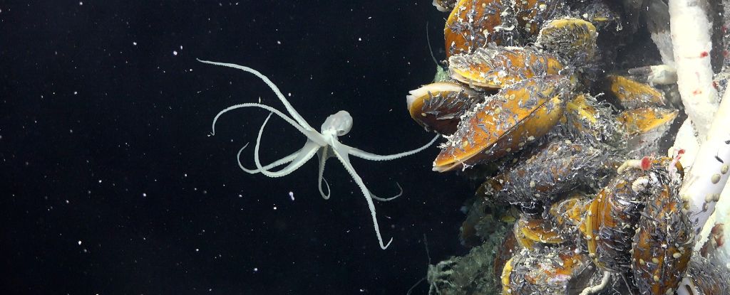 Um vulcanoctopus. ROV SuBastianSchmidt Ocean InstituteCC BY NC SA