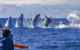 A emoção de encontro bem próximo com as baleias-jubarte