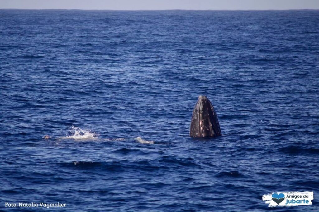 A baleia, uma espécie majestosa que pode chegar a 16 metros de comprimento,