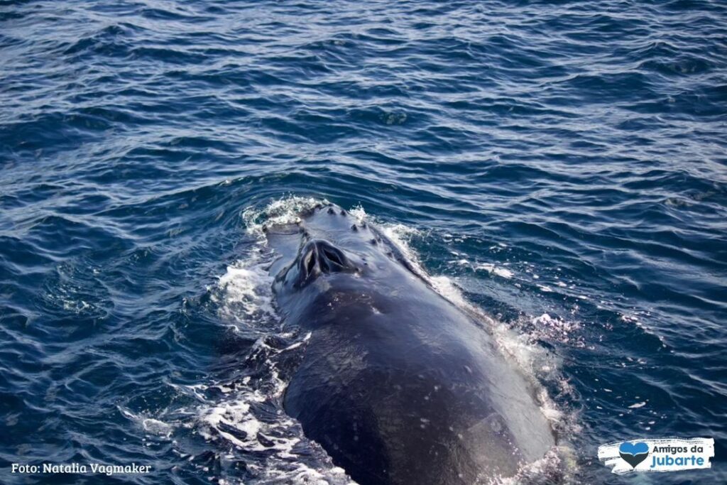 A baleia uma espécie majestosa que pode chegar a 16 metros de comprimento,