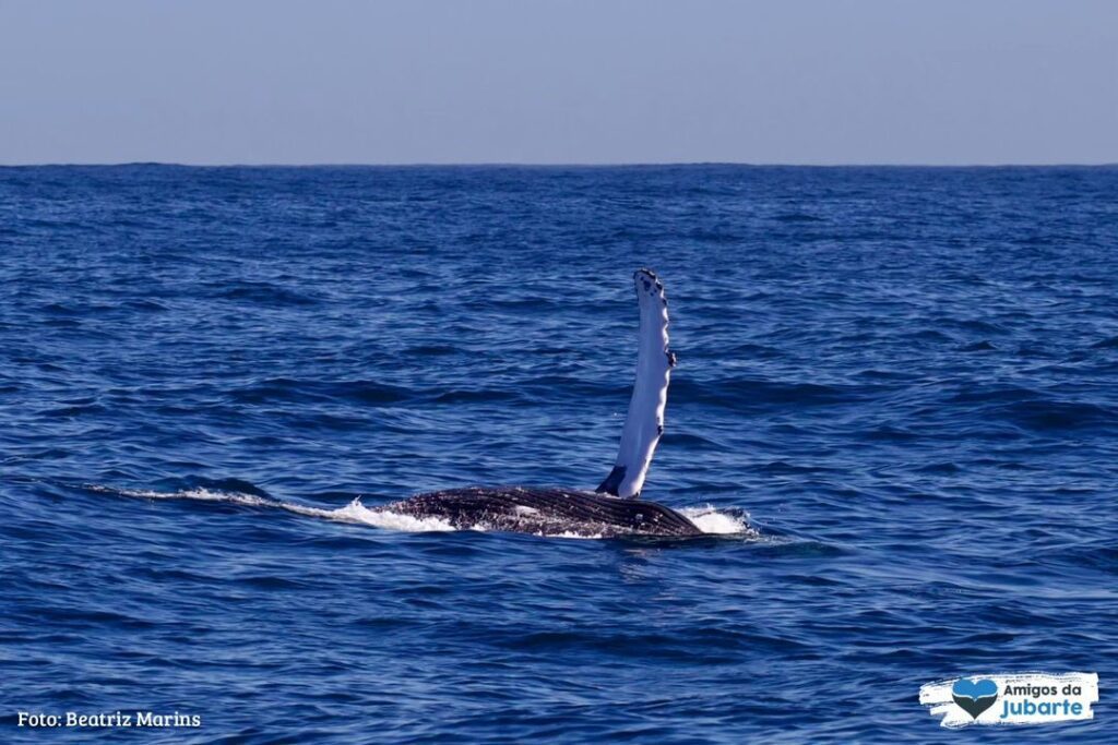 A baleia-jubarte, uma espécie majestosa que pode chegar a 16 metros de comprimento,
