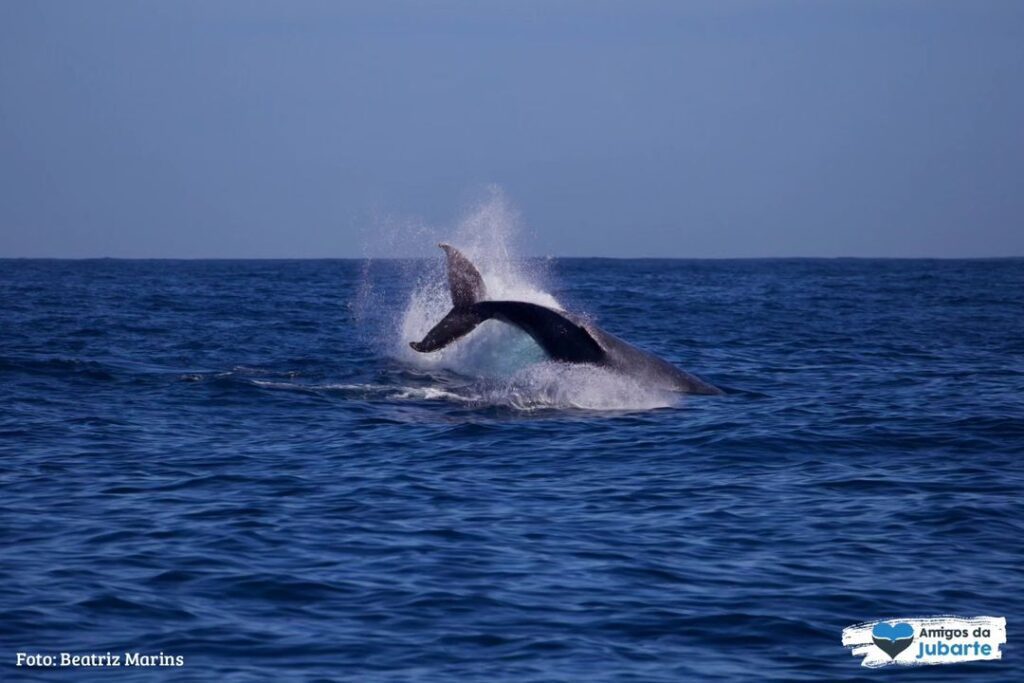 A baleia-jubarte, uma espécie majestosa que pode chegar a 16 metros de comprimento,