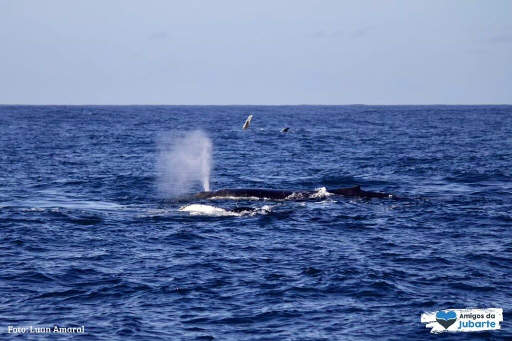 A baleia, uma espécie majestosa que pode chegar a 16 metros de comprimento,
