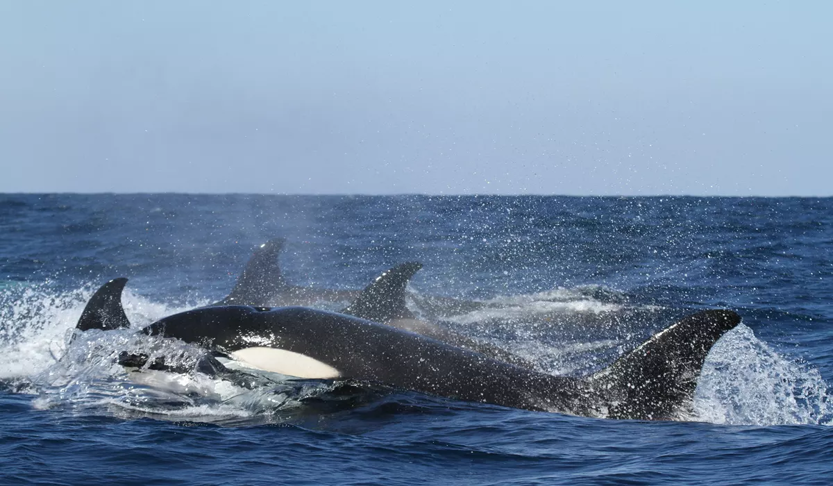 orcas assassinas