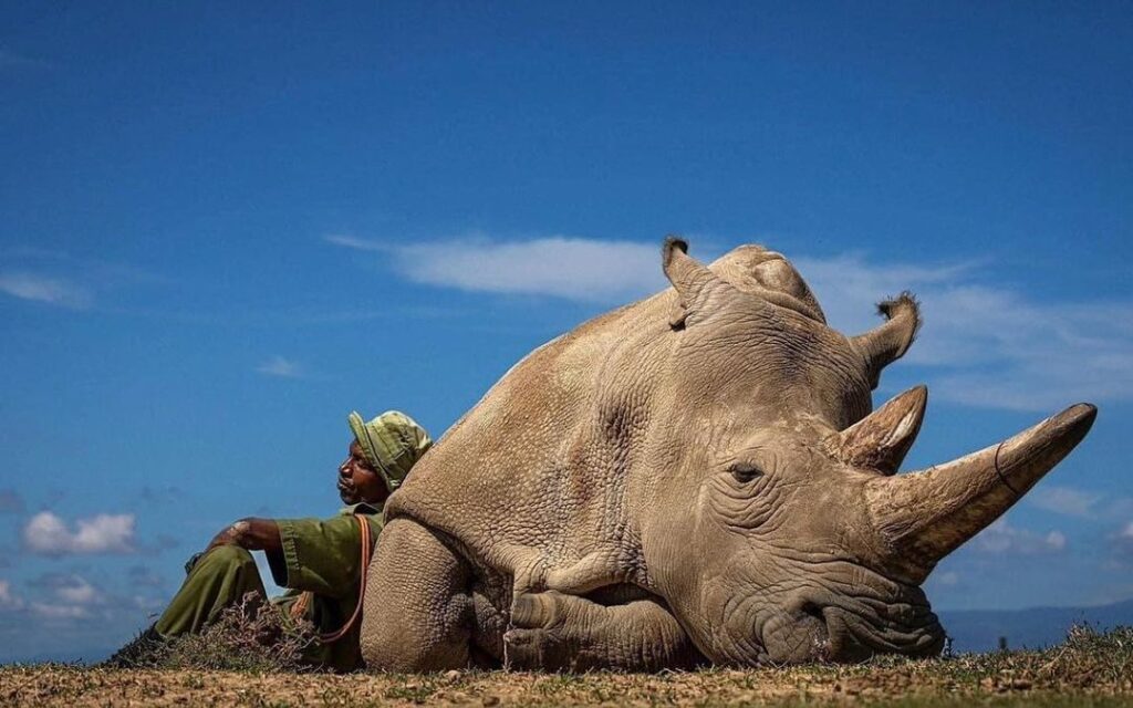 A fotografia que está dando a volta ao mundo. rinocerontes brancos