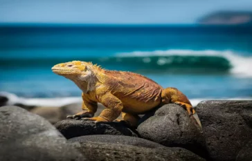 Galápagos