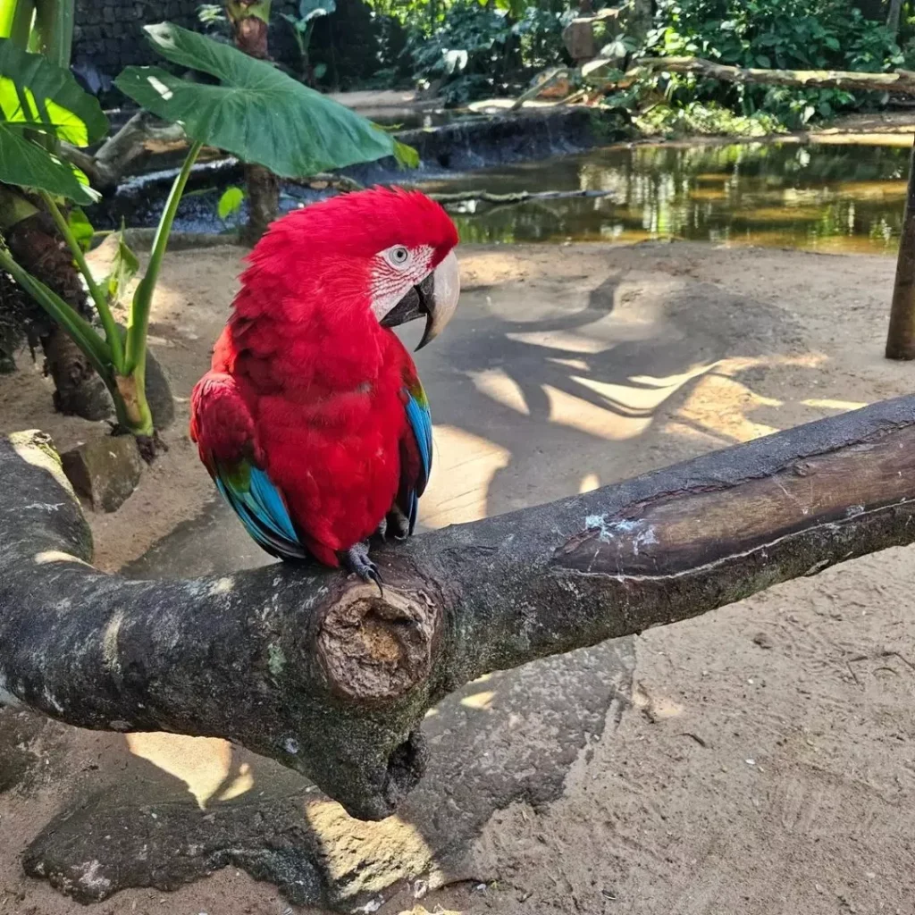 Parque das Aves: Uma experiência única com a natureza