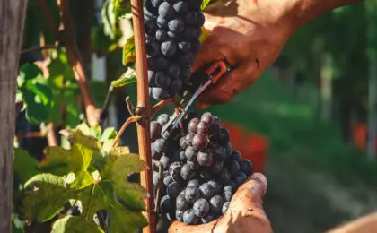Vinícolas na Serra Gaúcha: Uma Experiência Incrivél com Vinhos 7 melhores vinhedos do mundo