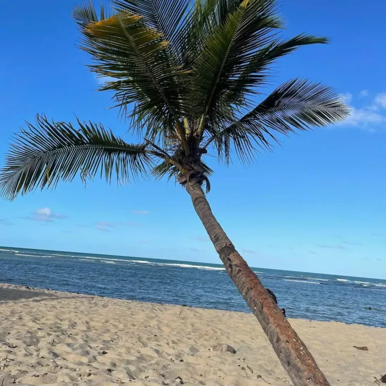 Praia do Mucugê: um paraíso escondido na Bahia