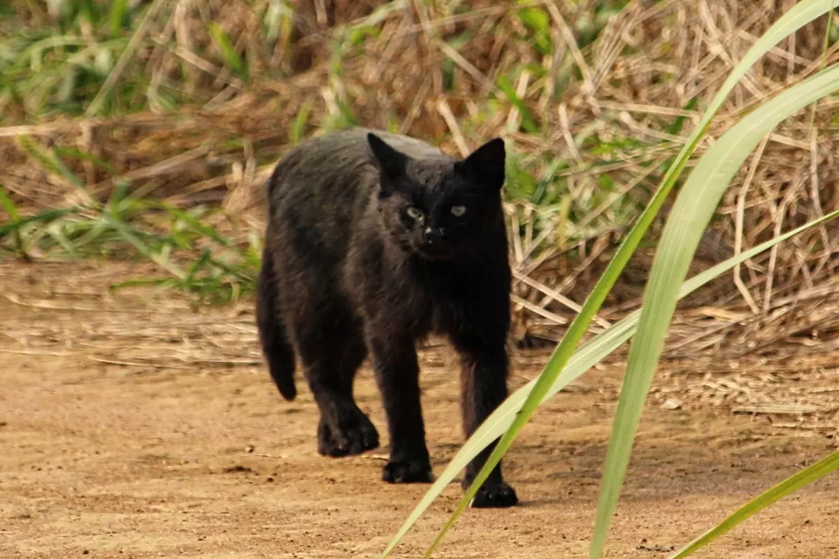 Descoberta Unica Raro Gato palheiro Avistado no Parque Nacional