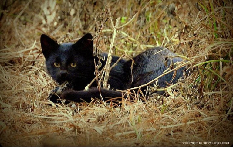 "Descoberta Única: Raro Gato-palheiro Avistado no Parque Nacional!"