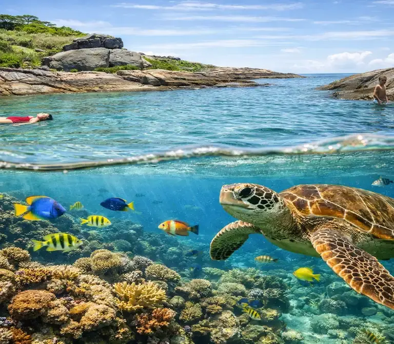 Fotografia subaquática split-shot nas Três Ilhas, Guarapari, mostrando banhistas na superfície e uma tartaruga marinha nadando com peixes coloridos em um recife de coral abaixo da água.