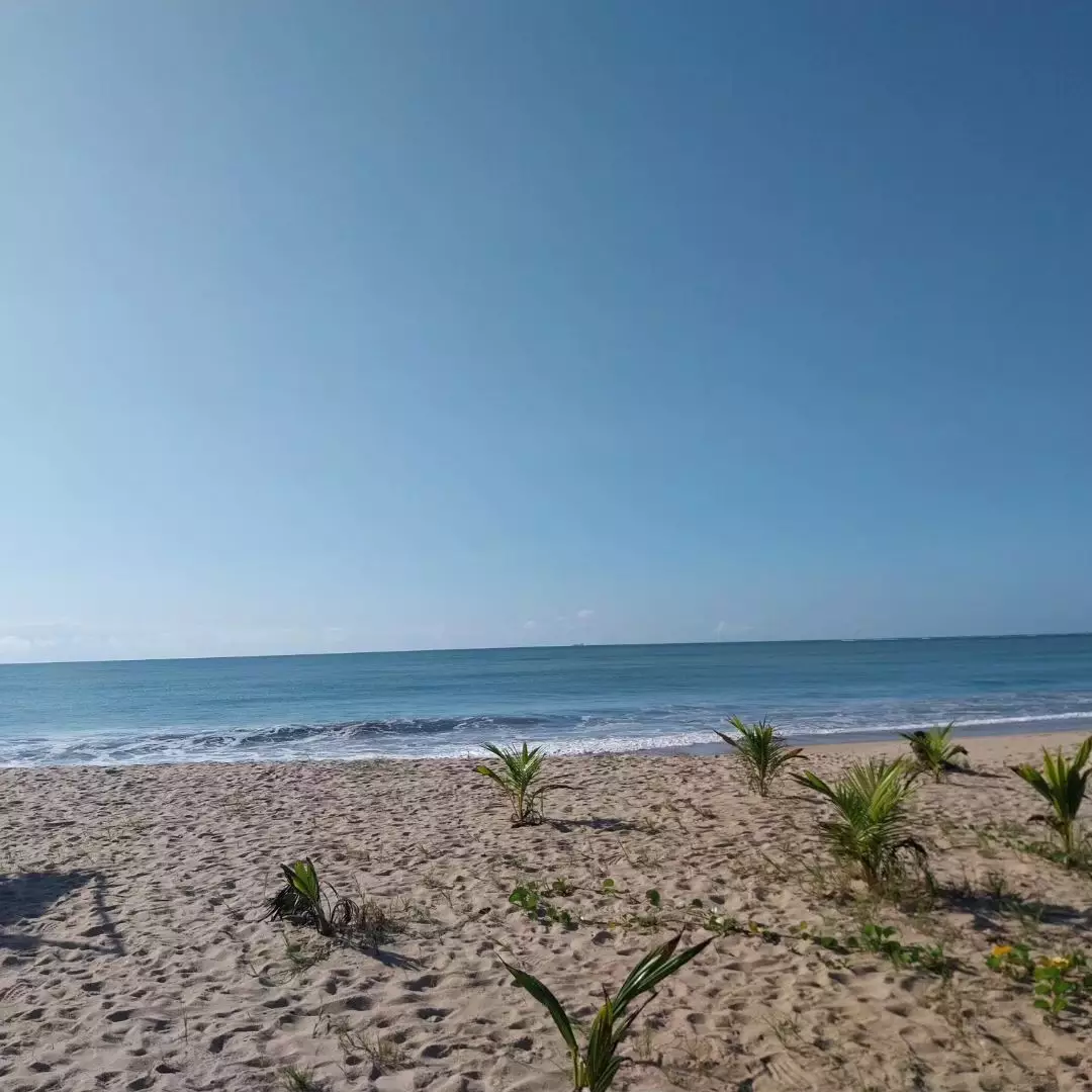Praia de Maracaípe com coqueiros e ondas no litoral de Ipojuca