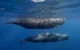 A Dominica cria a primeira area marinha protegida do mundo para o cachalote