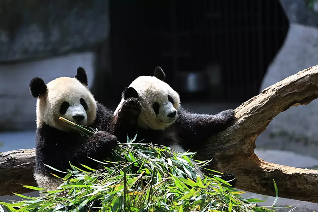 Adeus, Yang Guang e Tian Tian: Pandas gigantes deixam a Escócia após 12 anos