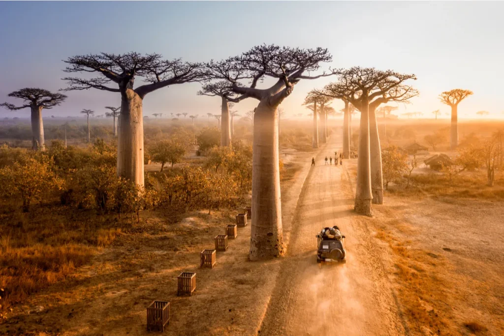 Alameda dos Baobás / Foto: Divulgação