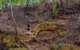 Raiz em formato de dinossauro vira atração turística em João Neiva