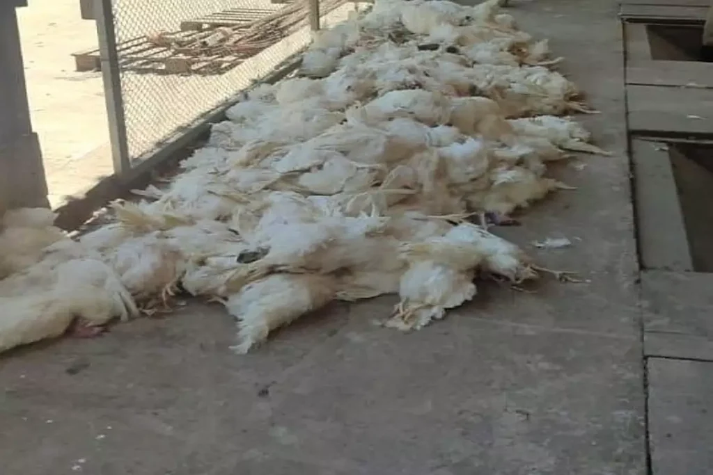 Mais de 300 aves morrem em Santa Maria de Jetiba devido a onda de calor