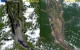 Seca historica no Rio Negro revela impactos na regiao Norte do Brasil