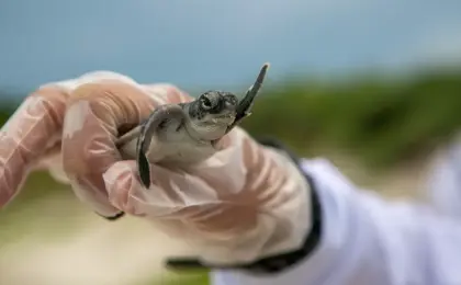 Tamar Vitória O caminho para conhecer as tartarugas marinhas.