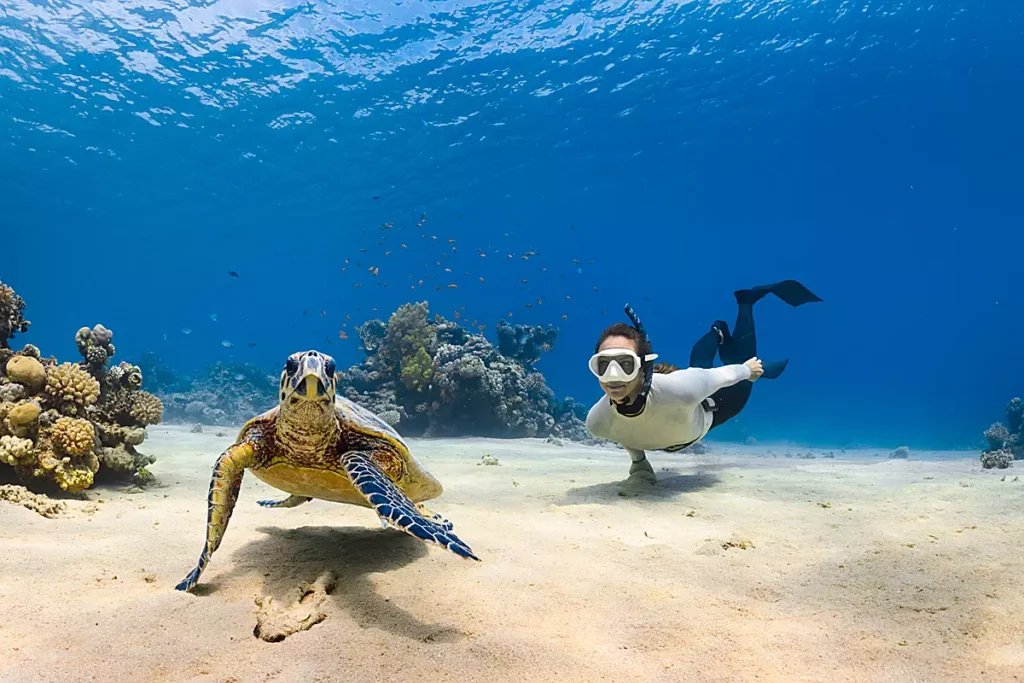 Tamar Vitória: O caminho para conhecer as tartarugas marinhas.