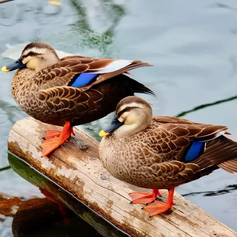 Ingressos para Animália Park saiba tudo