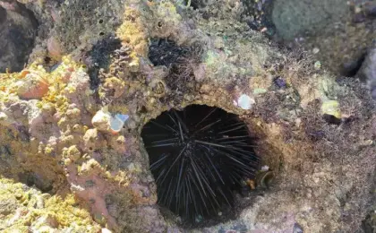 Pedra que Engole em Trindade, Paraty no Rio de janeiro 10 praia das pitas 5