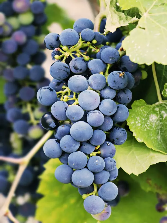 enoturismo uvas (8)
Serra Catarinense: Região atrai visitantes com turismo de vinho