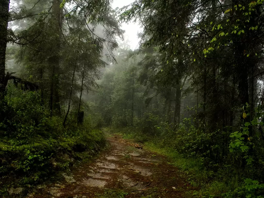Natureza e Nostalgia Aventuras no Parque Nacional do Itatiaia