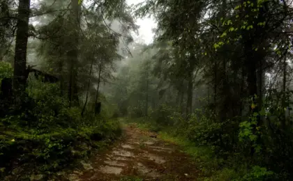 Natureza e Nostalgia Aventuras no Parque Nacional do Itatiaia