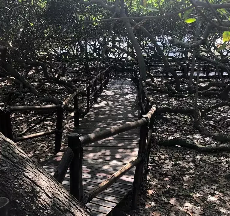 O MAIOR CAJUEIRO DO MUNDO! CAJUEIRO DE PIRANGI NO RN em 2024