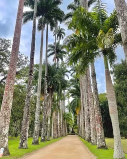 Jardim Botânico do Rio de Janeiro,