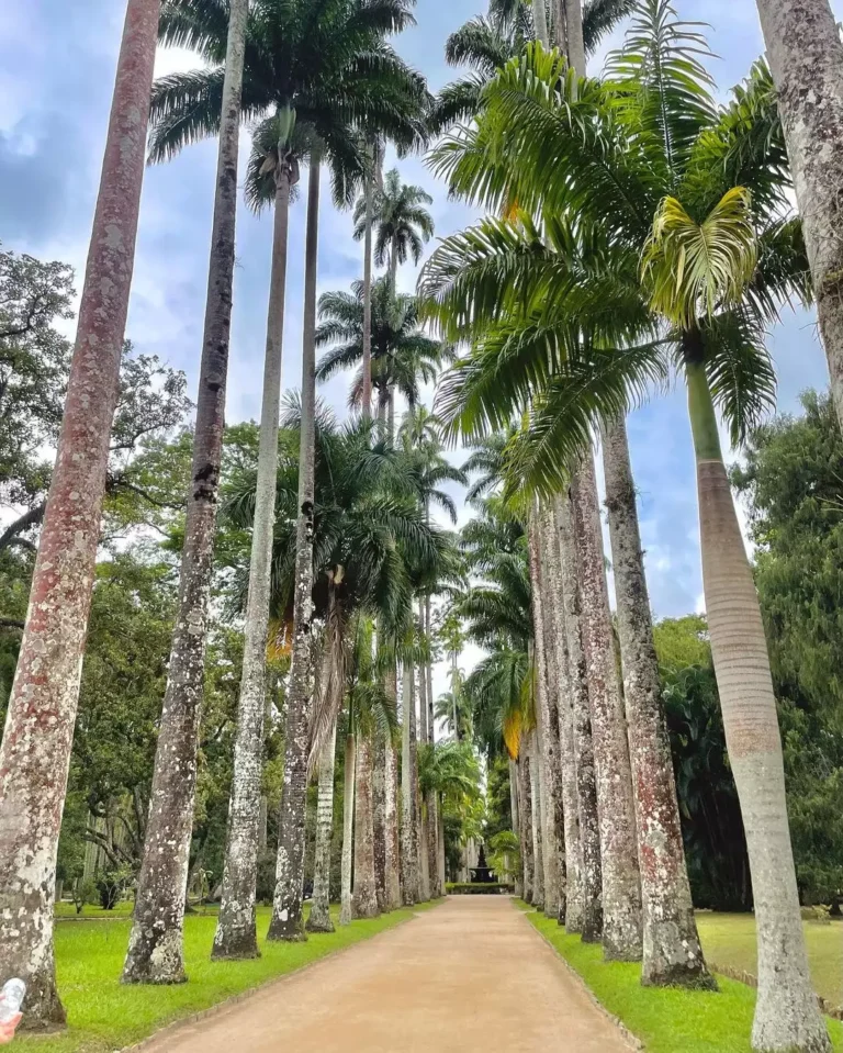 Jardim Botânico do Rio de Janeiro: Oásis Urbano, Descubra este Encanto