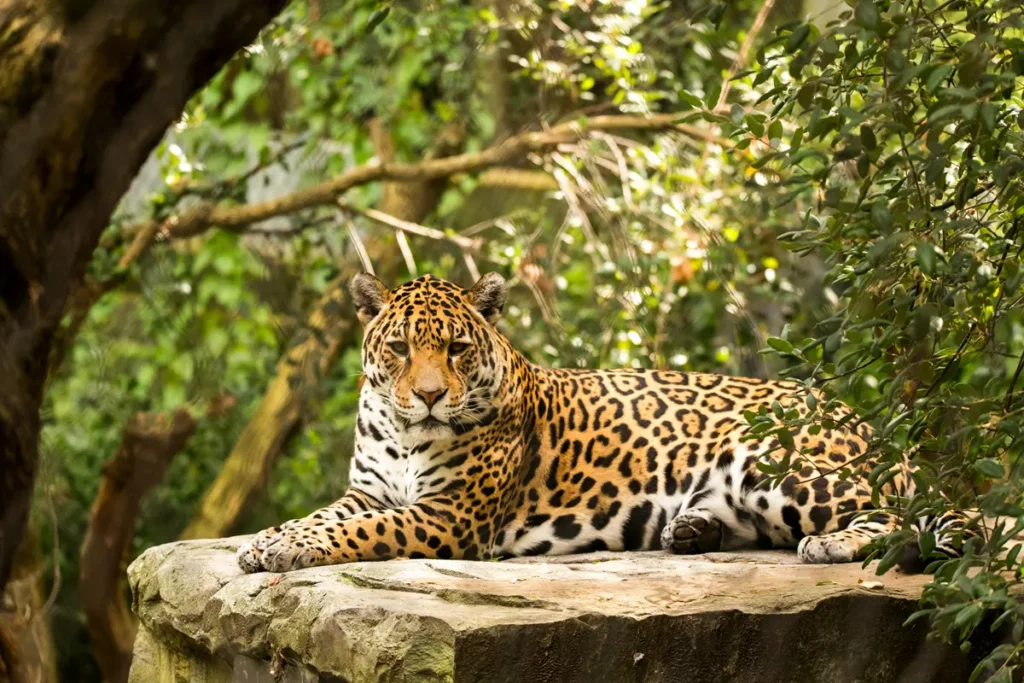 A Majestade do Pantanal: A Onça-Pintada
A Majestade do Pantanal: A Onça-Pintada  