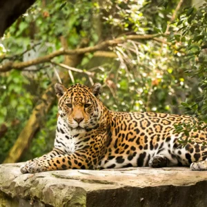 A Majestade do Pantanal: A Onça-Pintada A Majestade do Pantanal: A Onça-Pintada