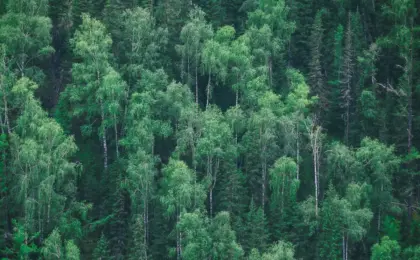 Parque Salto Ventoso em Farroupilha: Encantos Naturais Revelados 6 floresta 1