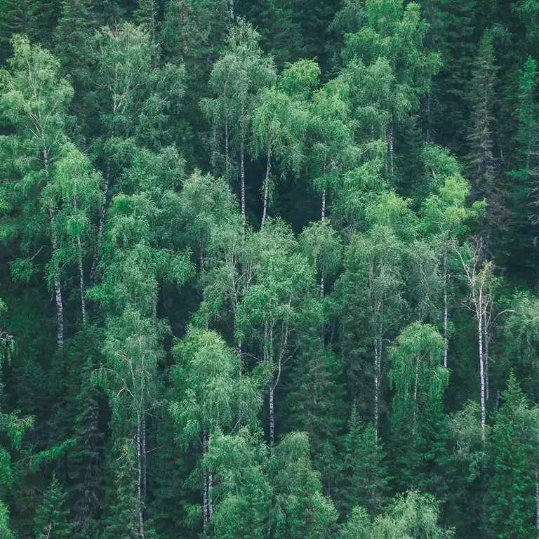 Parque Estadual dos Três Picos em Cachoeiras de Macacu: Explorando as Alturas do Rio de Janeiro