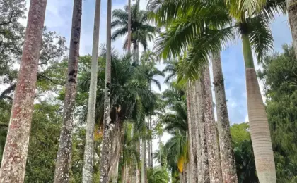 Jardim Botânico do Rio de Janeiro: Oásis Urbano, Descubra este Encanto 8 jardim botanico do rio de janeiro 1