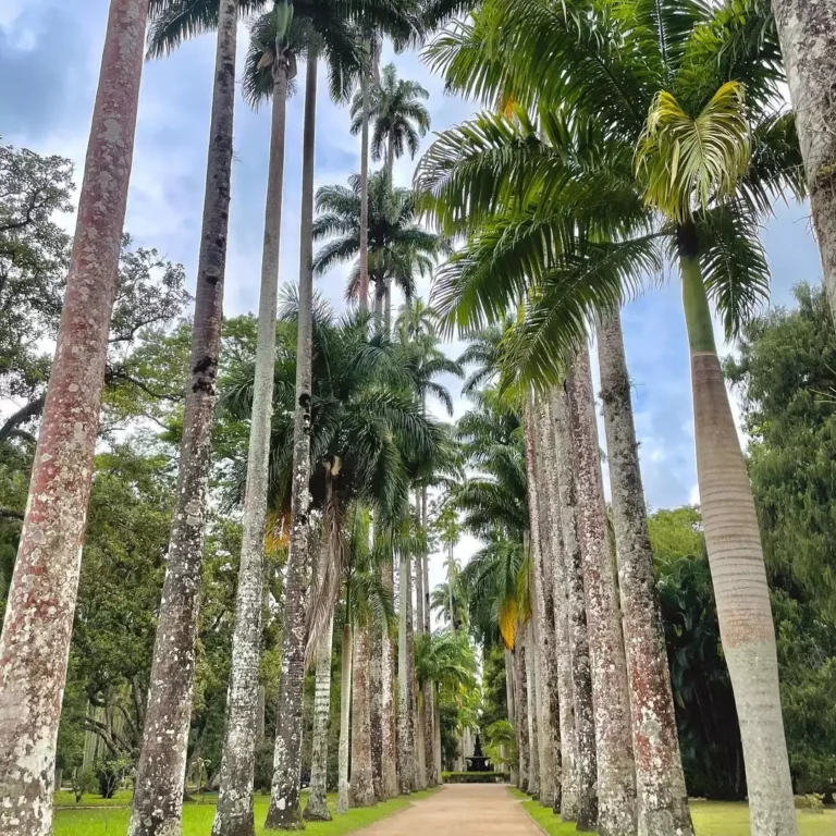 Jardim Botânico do Rio de Janeiro: Oásis Urbano, Descubra este Encanto
