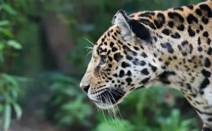 O Reinado Solitário da Onça-Pintada no Coração do Pantanal 10 Onça-pintada