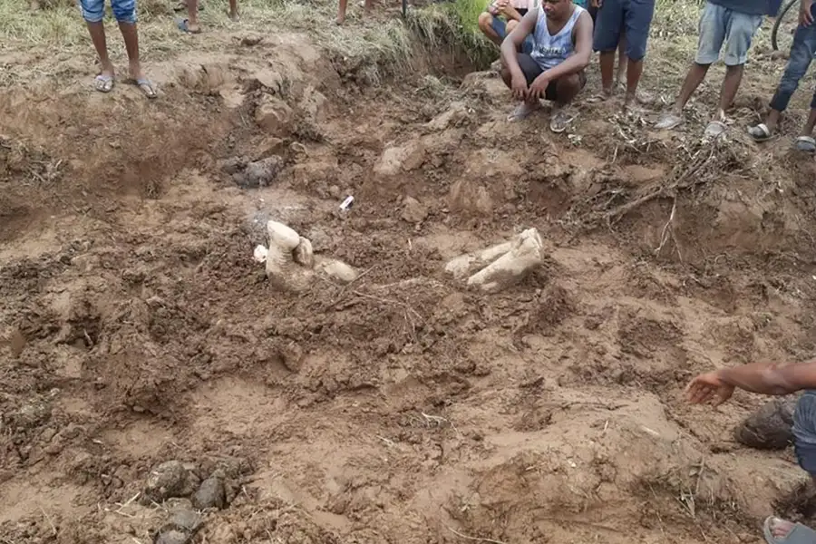 An elephant calf buried on a tea estate