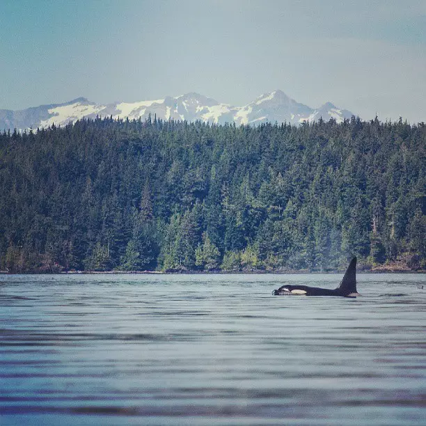 Desafio na Ilha de Vancouver: Jovem Orca Recusa Retorno ao Oceano Após Tragédia Materna