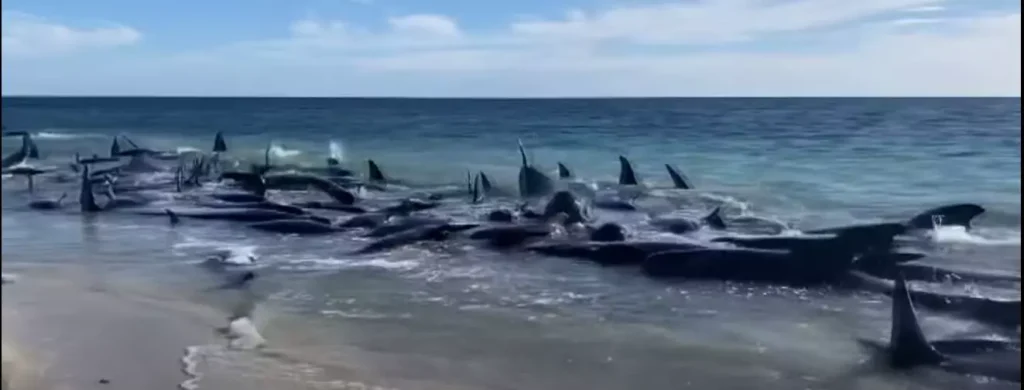 Baleias resgatadas