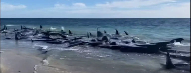 Mais de 100 baleias resgatadas com sucesso após encalhe em massa; 29 perecem