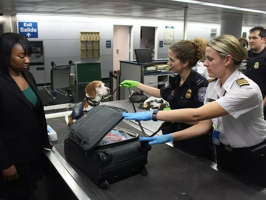 Dicas Para Viajar Com Pets e Curtir a Viagem