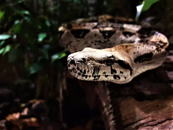 Descoberta de Nova Espécie de Cobra Gigante na Amazônia Surpreende Cientistas