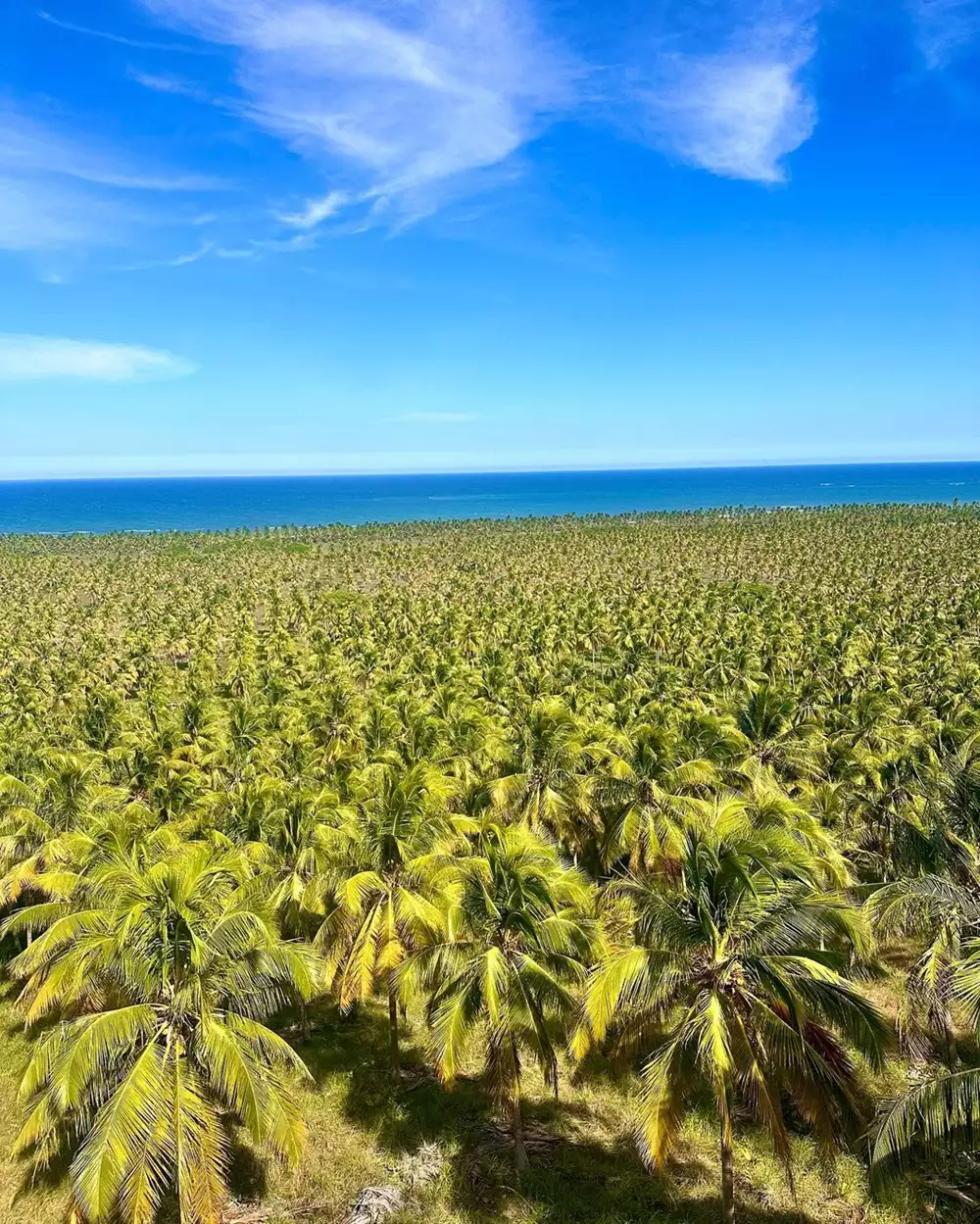 Mirante do Gunga
Melhores Praias de Alagoas