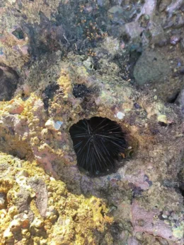 Pedra que Engole em Trindade, Paraty no Rio de janeiro