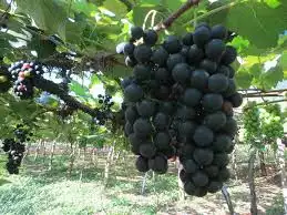 colheita de uva Copy