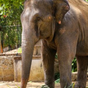 Srilankan Domestic Elephant In Kandy Esala Perahera Photography Seasonal event
